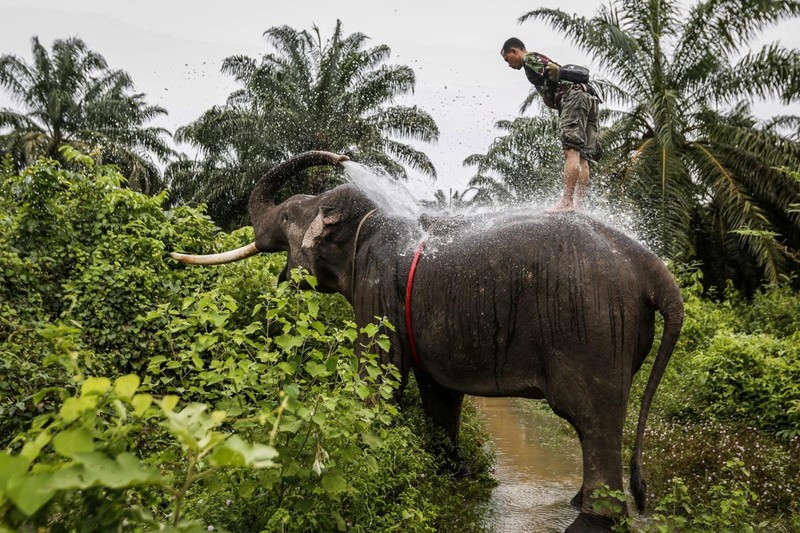 Can canh thu hoach cay co dau o don dien Indonesia-Hinh-8